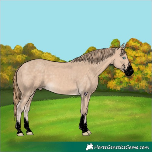 Horse Color:Void Perlino Sabino 