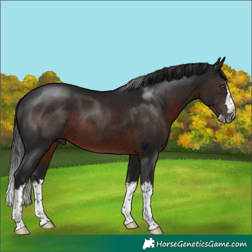 Horse Color:Gray Brown Splash Rabicano