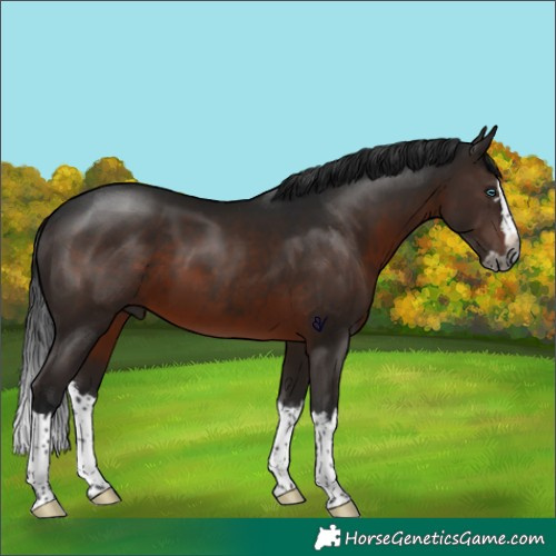 Horse Color:Gray Brown Splash Rabicano