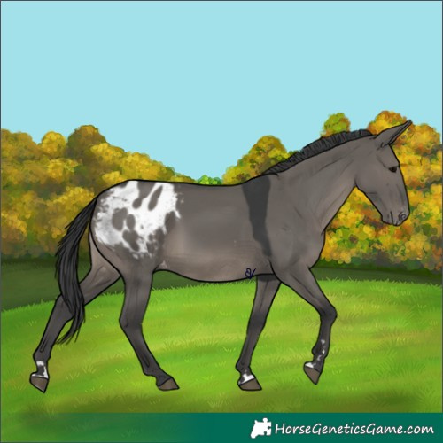 Horse Color:Grullo Appaloosa