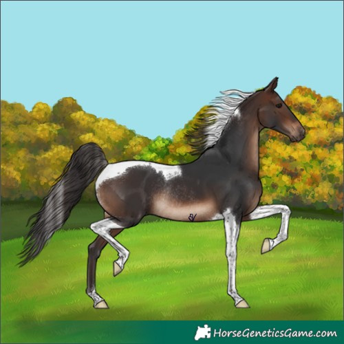 Horse Color:Brown Tobiano Rabicano 
