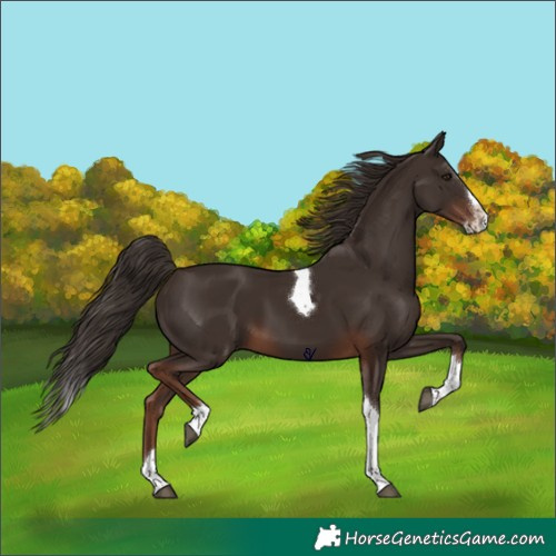 Horse Color:Liver Chestnut Splash Tobiano Rabicano