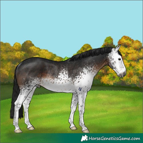 Horse Color:Gray White Spotted Brown Rabicano 