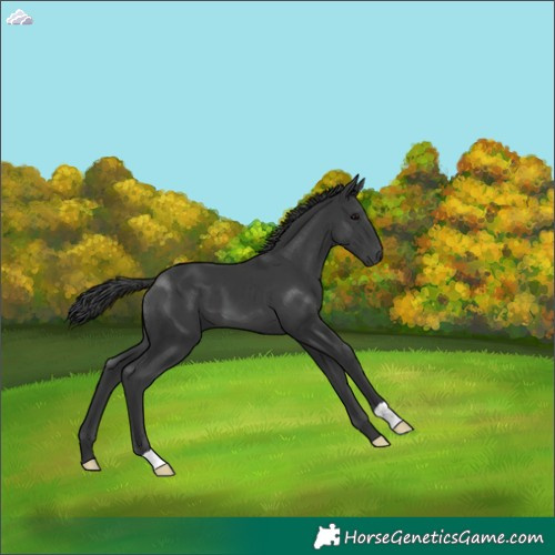 Horse Color:Black 