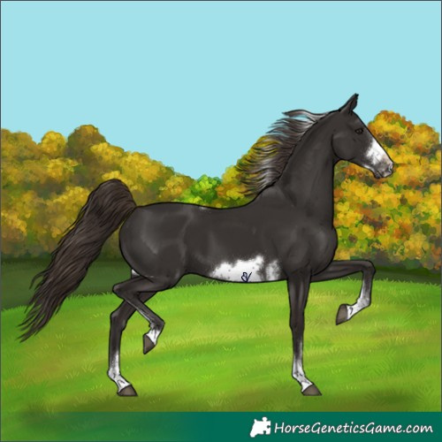 Horse Color:Liver Chestnut Tobiano Frame Rabicano 