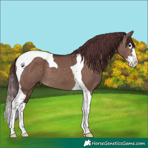 Horse Color:Chocolate Brown Dun Splash Tobiano