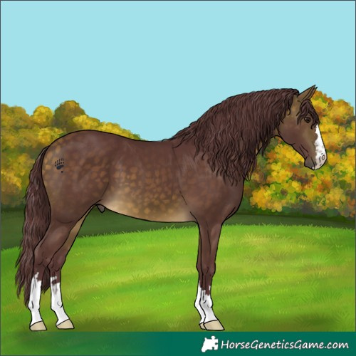 Horse Color:Chocolate Buckskin