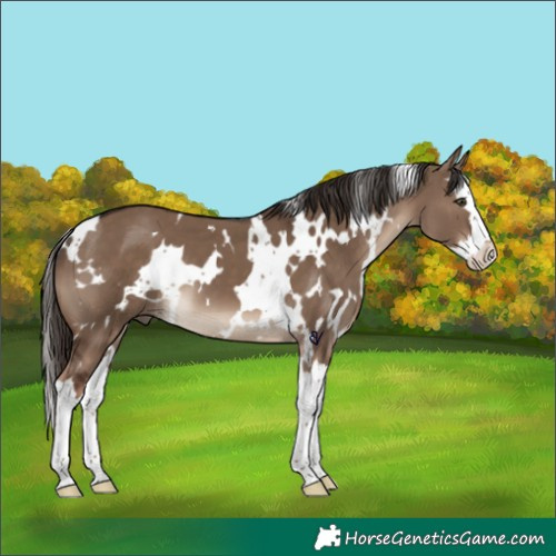 Horse Color:White Spotted Liver Red Dun Splash 