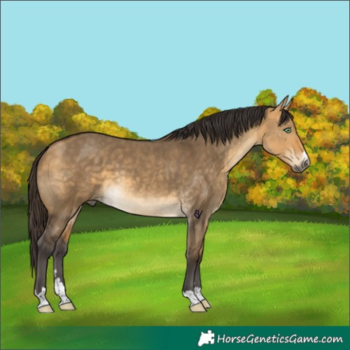 Horse Color:Buckskin Dun