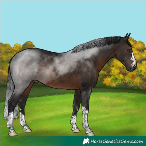Horse Color:Gray Brown Rabicano 