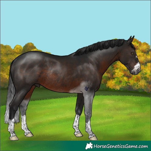 Horse Color:Gray Brown Rabicano 