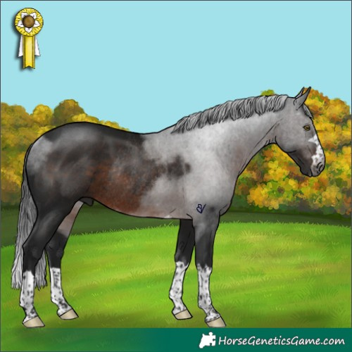 Horse Color:Gray Brown Rabicano