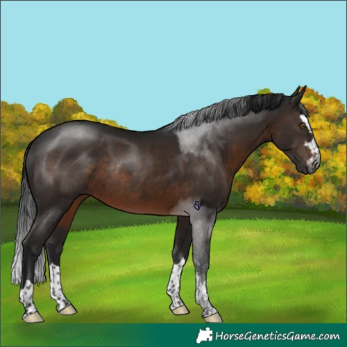 Horse Color:Gray Brown Rabicano 