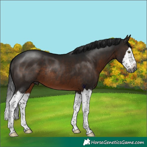 Horse Color:Gray Brown Splash Rabicano