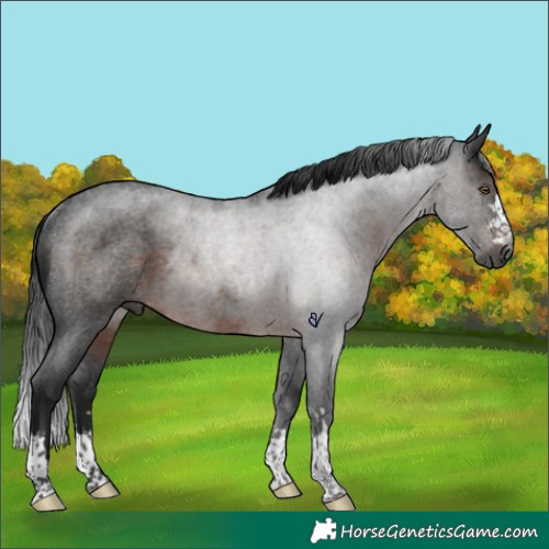Horse Color:Gray Brown Roan Rabicano