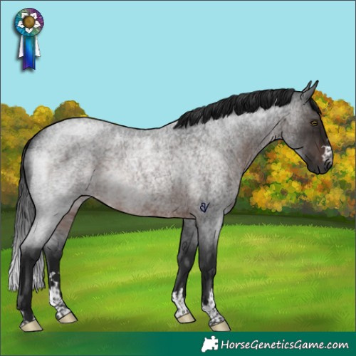Horse Color:Gray Brown Roan Rabicano