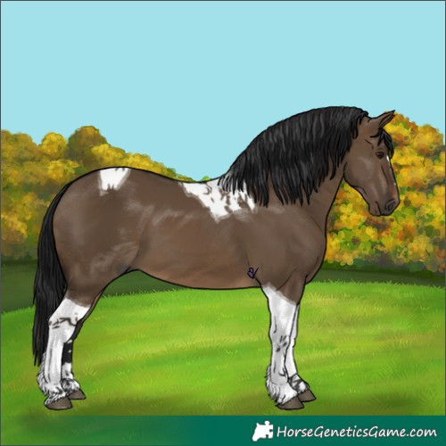 Horse Color:Gray Brown Dun Tobiano