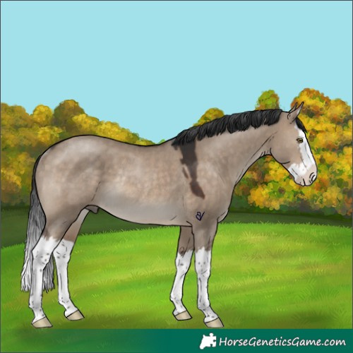 Horse Color:Brown Dun Splash Rabicano