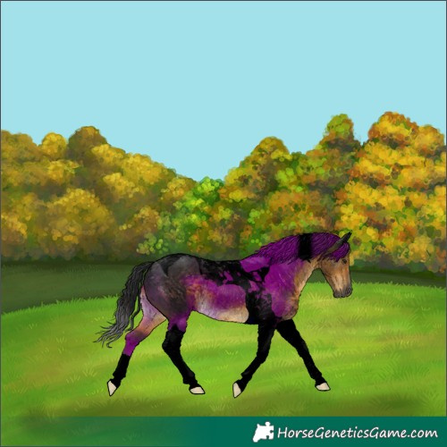 Horse Color:Gray Void Buckskin Tobiano Rabicano 