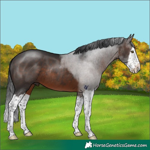 Horse Color:Brown Splash Rabicano