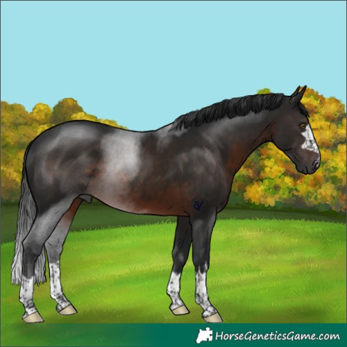 Horse Color:Gray Brown Rabicano 