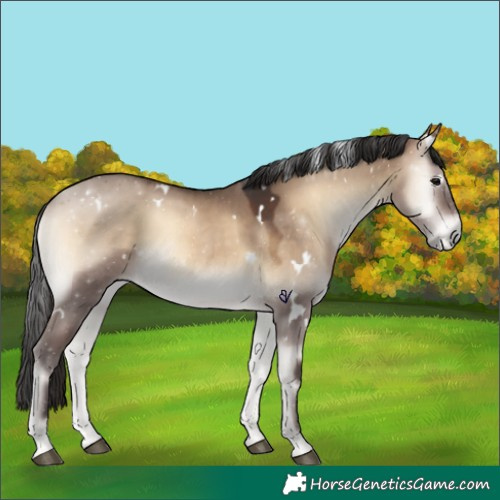 Horse Color:White Spotted Brown Onyx 