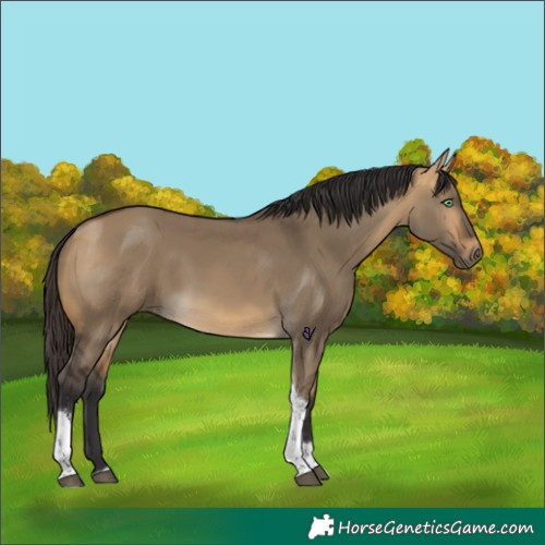 Horse Color:Buckskin Dun Tobiano 