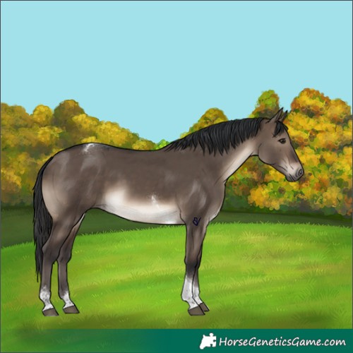 Horse Color:Brown Dun Tobiano Rabicano
