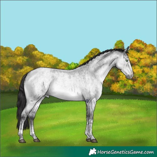 Horse Color:Platinum Buckskin Roan Dun Tobiano Frame Rabicano Brindle