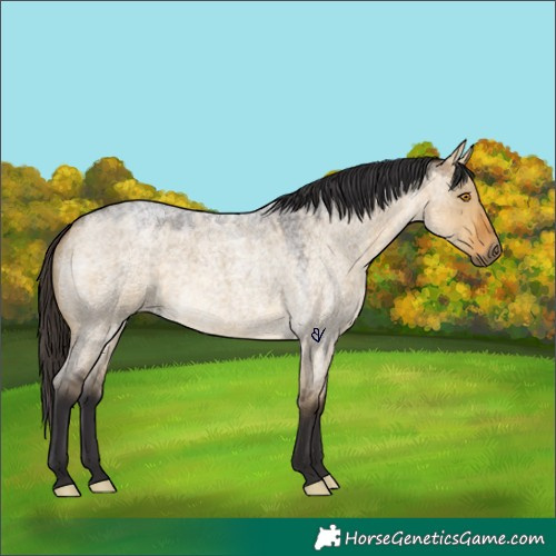 Horse Color:Buckskin Roan Dun