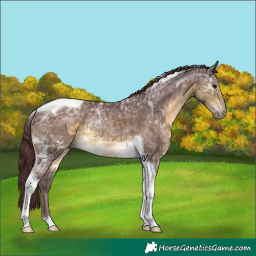 Horse Color:Chocolate Buckskin Ice Tobiano Rabicano