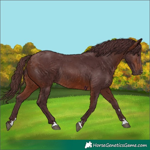 Horse Color:Chocolate Brown Rabicano 