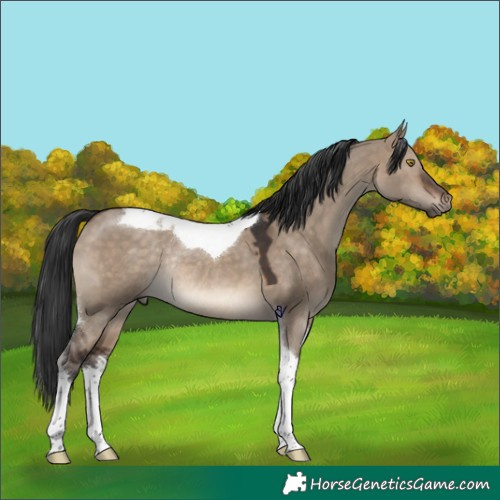 Horse Color:Brown Dun Tobiano Rabicano 