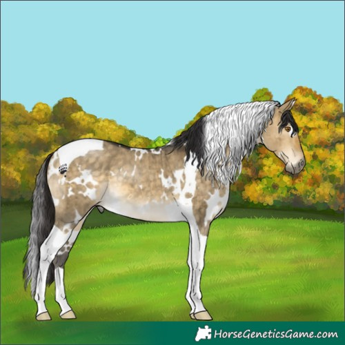 Horse Color:White Spotted Buckskin Dun Tobiano Brindle 