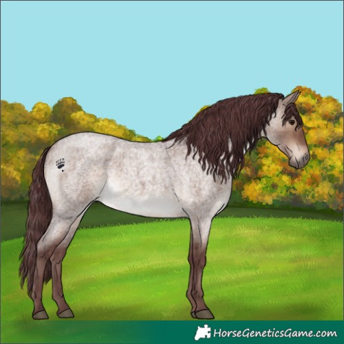 Horse Color:Chocolate Brown Roan Dun