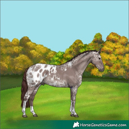 Horse Color:Gray Chocolate Grullo Ice Tobiano Appaloosa 