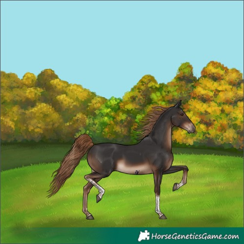 Horse Color:Liver Chestnut Tobiano Rabicano