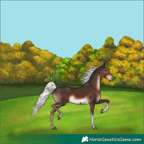 Horse Color:Liver Chestnut Mushroom Tobiano Rabicano 