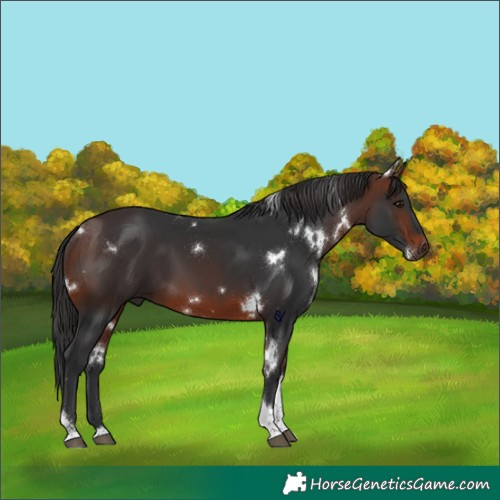 Horse Color:White Spotted Brown Tobiano Rabicano 