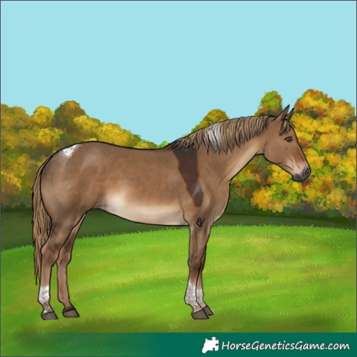 Horse Color:Gray Liver Red Dun Tobiano 