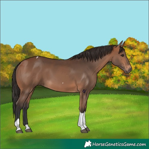 Horse Color:Bay Tobiano Rabicano