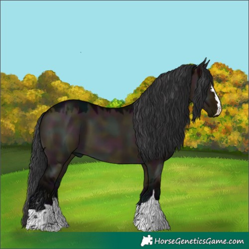 Horse Color:Midnight Brown Dun