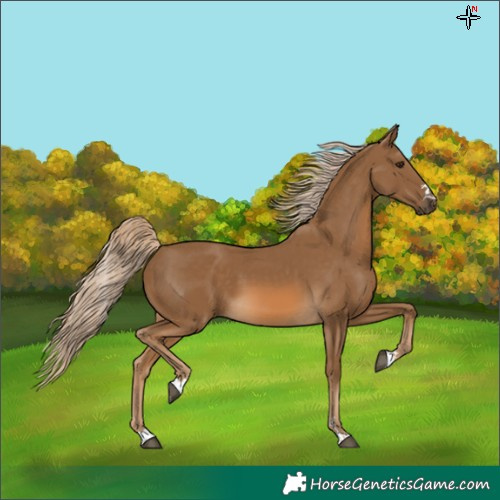 Horse Color:Chocolate Palomino