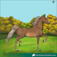 Horse Color:Chocolate Palomino 