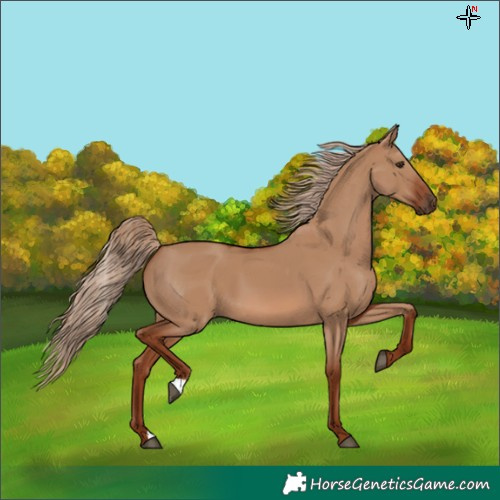 Horse Color:Red Dun