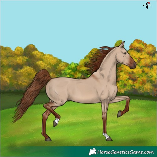 Horse Color:Red Dun