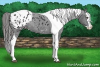 Horse Color:Black Splash Tobiano Appaloosa Rabicano 