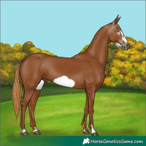 Horse Color:Gray Chestnut Frame 