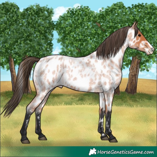 Horse Color:Bay Roan Frame Appaloosa