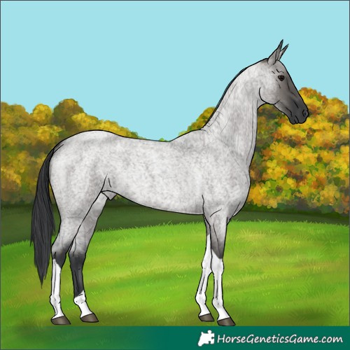 Horse Color:Grullo Roan Tobiano